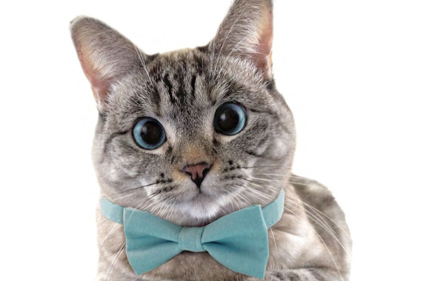 Karácsonyi kislemezt ad ki egy macska Angliában